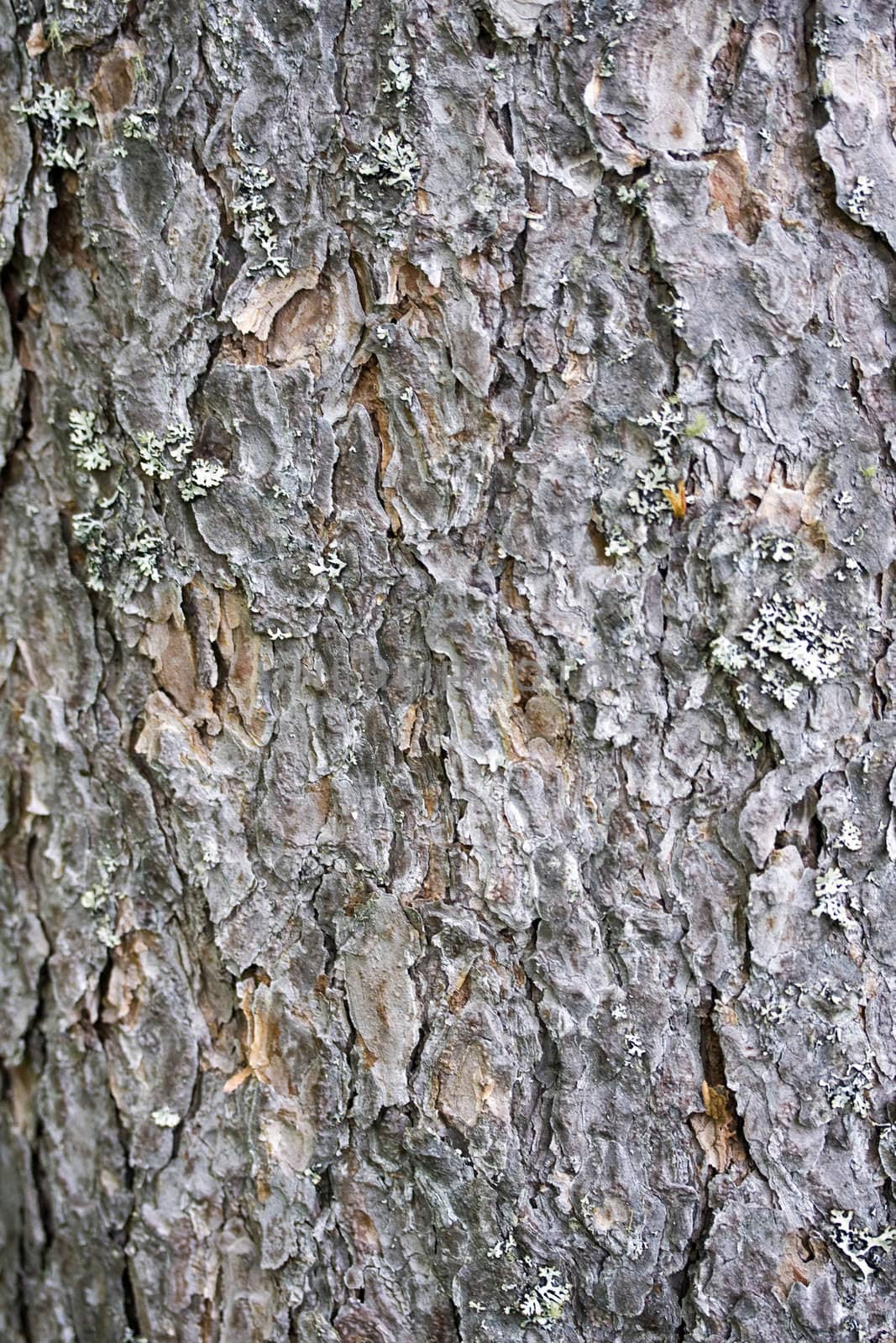 Texture of tree bark background closeup