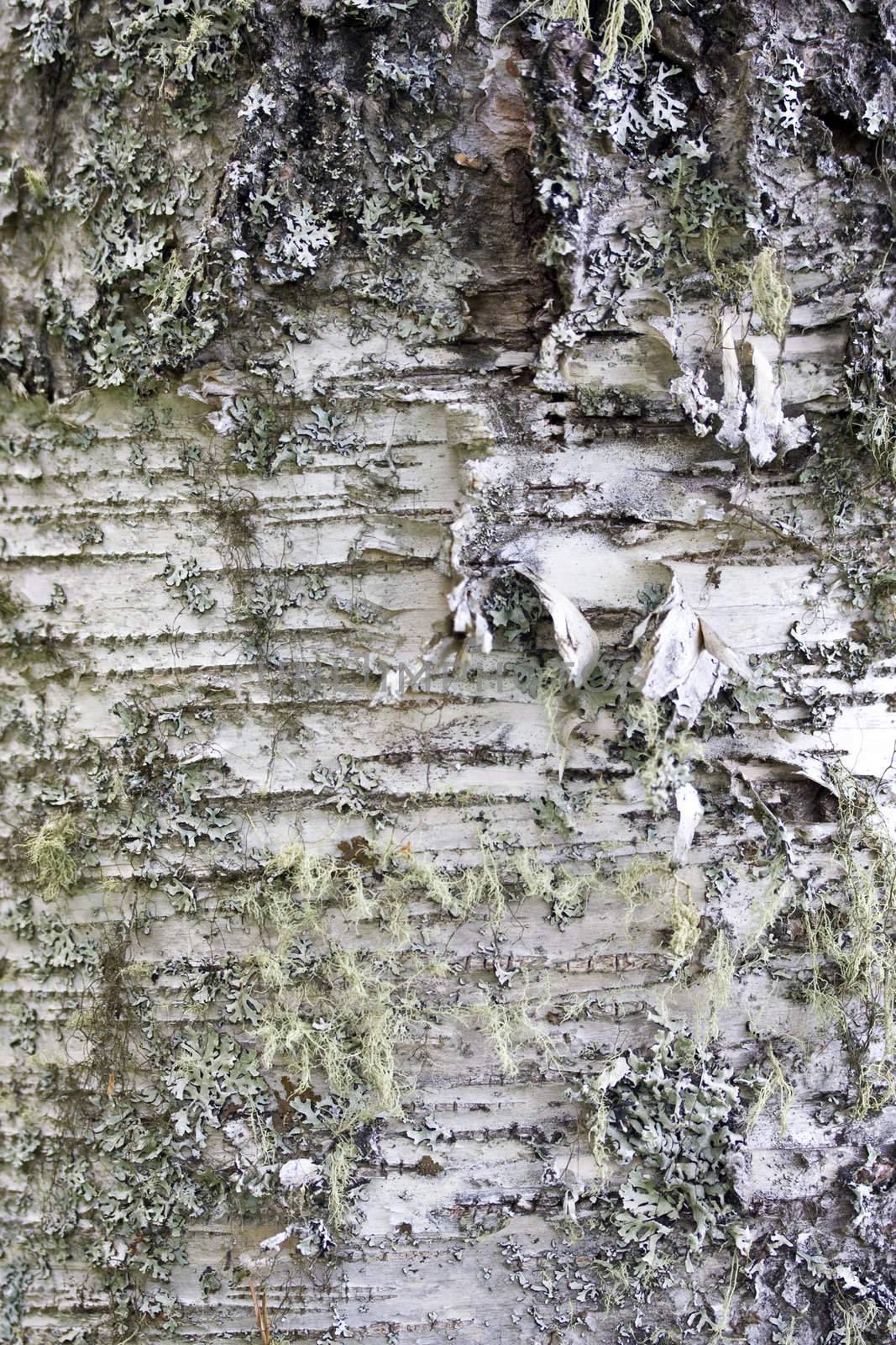 Texture of nature tree bark background closeup