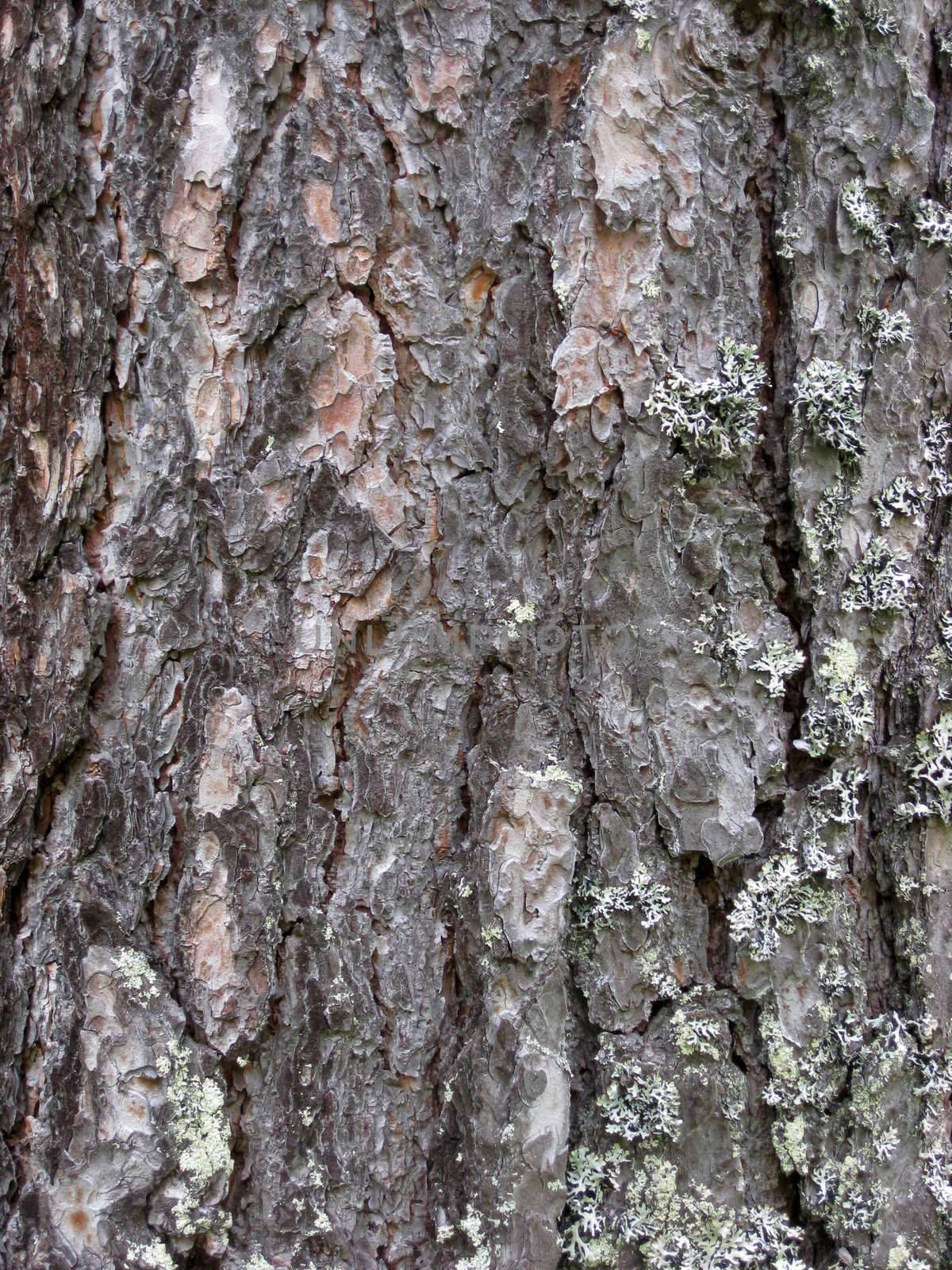 Nature Tree bark texture background 