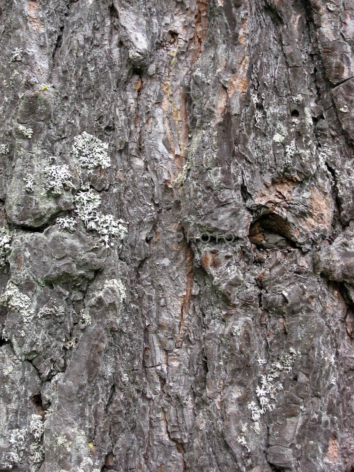 Tree bark texture background 