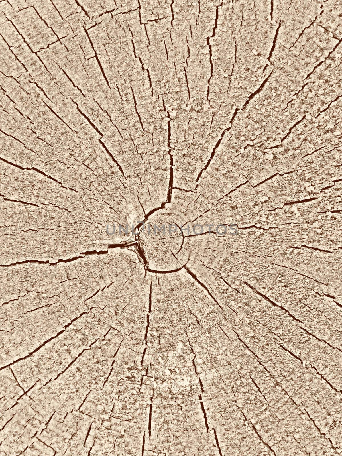 Texture of old wood cut background closeup 