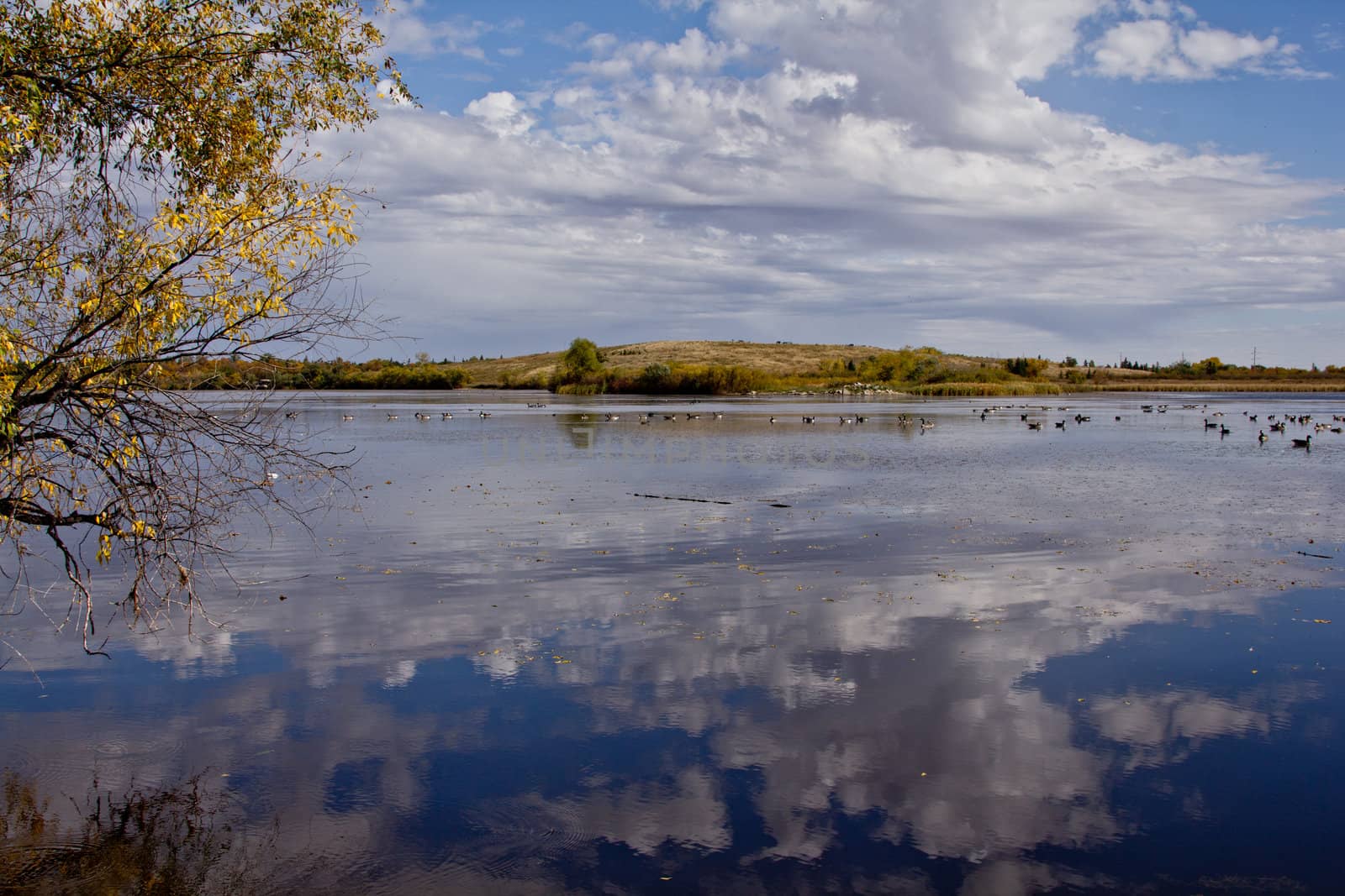 A picture of a pond with many wild geese and the reflection of the clouds