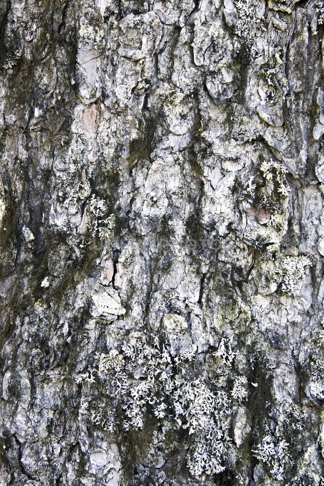 Nature Tree bark texture background 