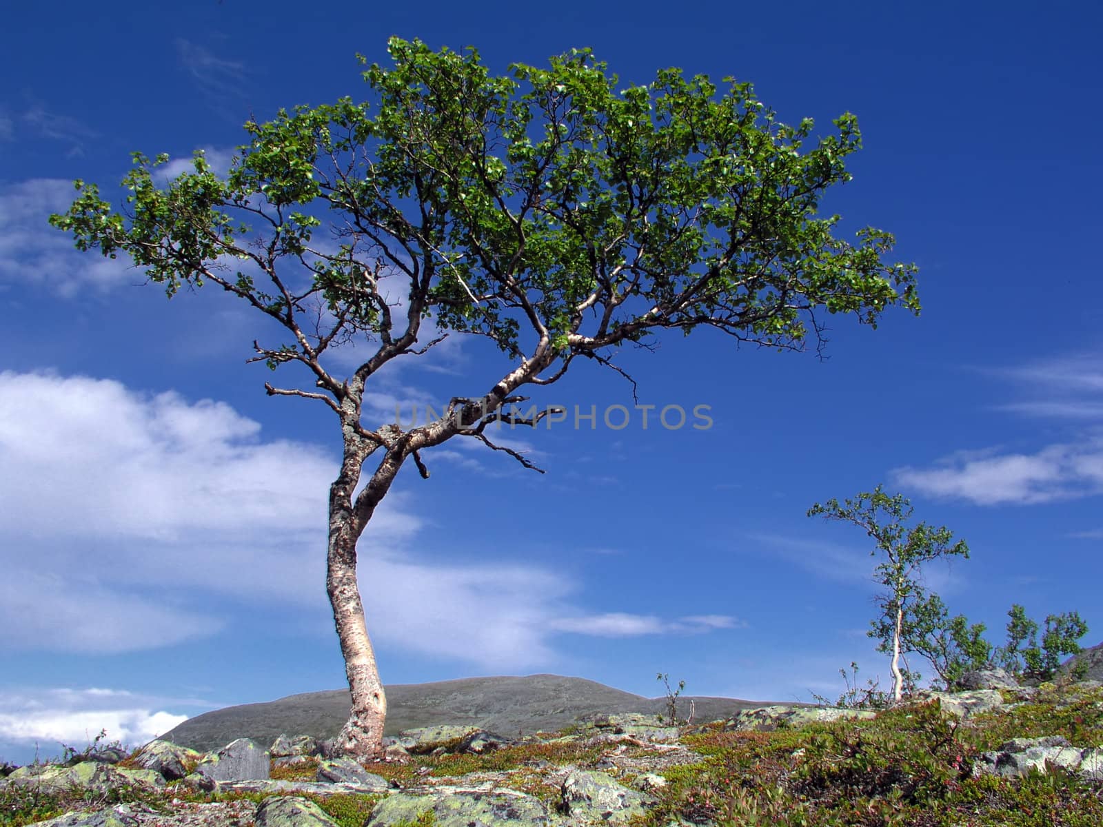 Wild landscape with one big tree on hill 
  