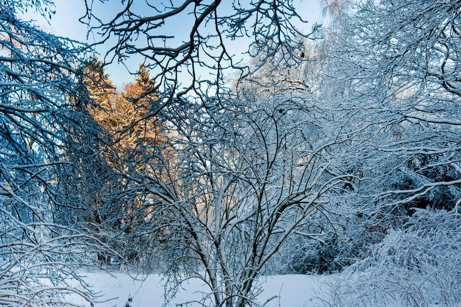 Trees and snow