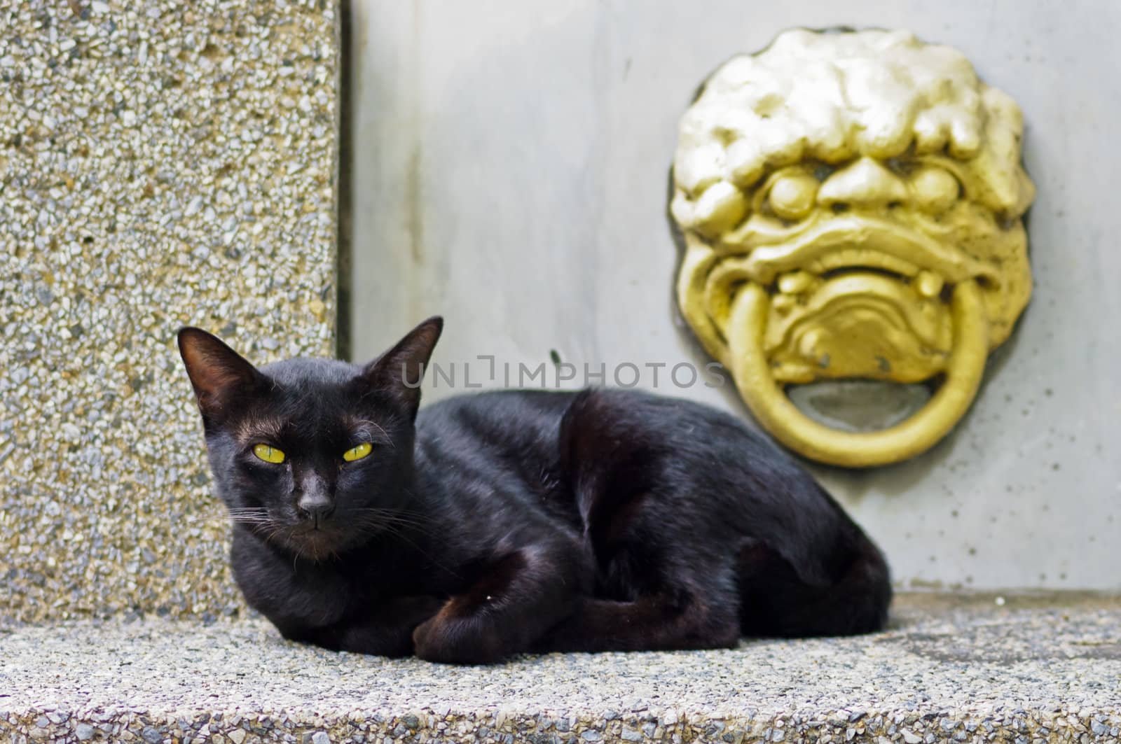 Black cat with yellow eyes sleep on concrete, Thailand