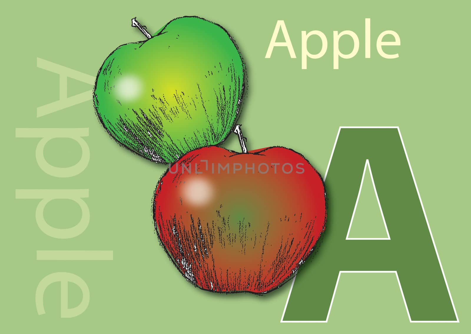 A landscape format poster with the word Apple and its initial, along with an accompanying illustrations of a red and a green apple. Useful as a learning tool for schools.