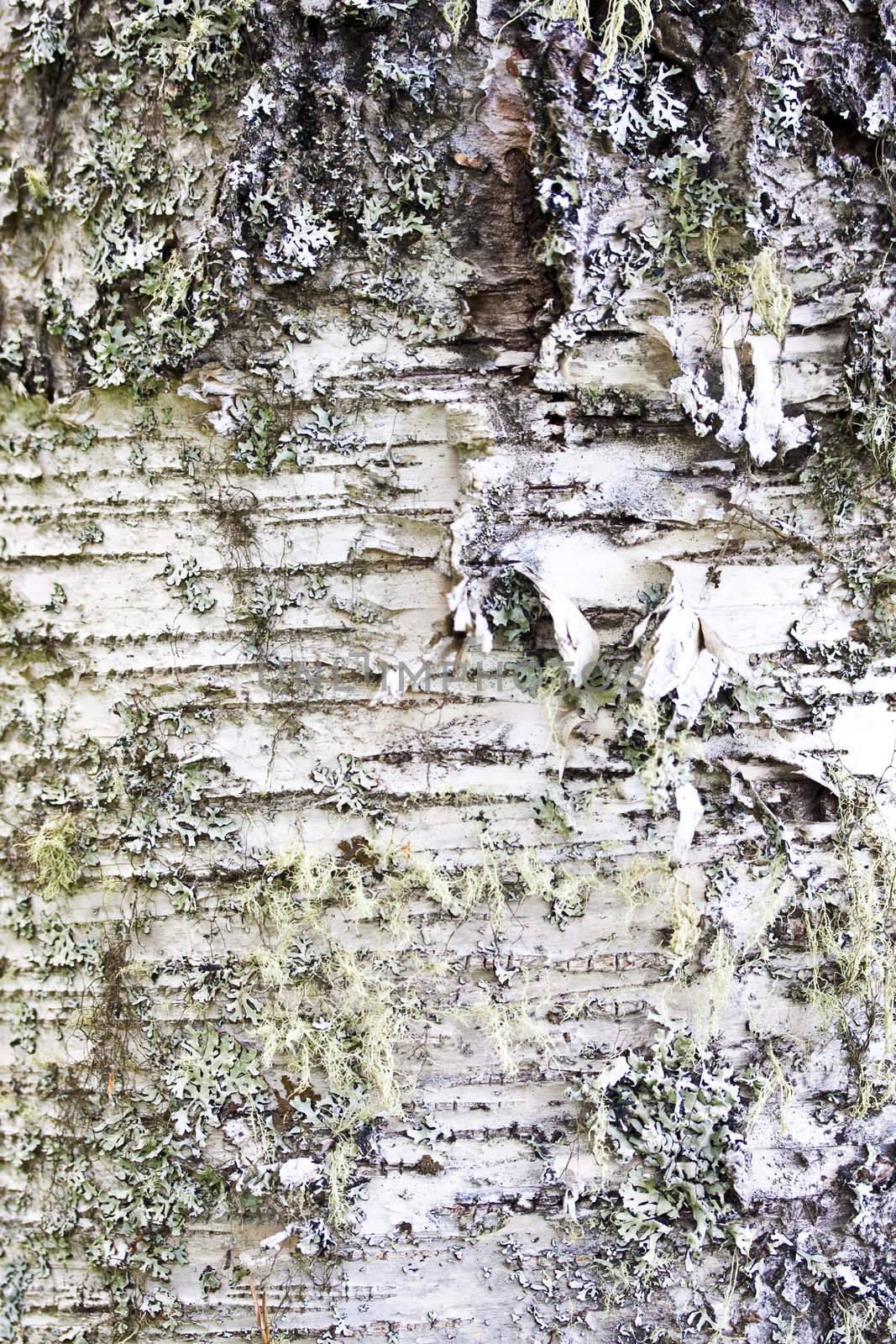 Texture of nature Tree bark 