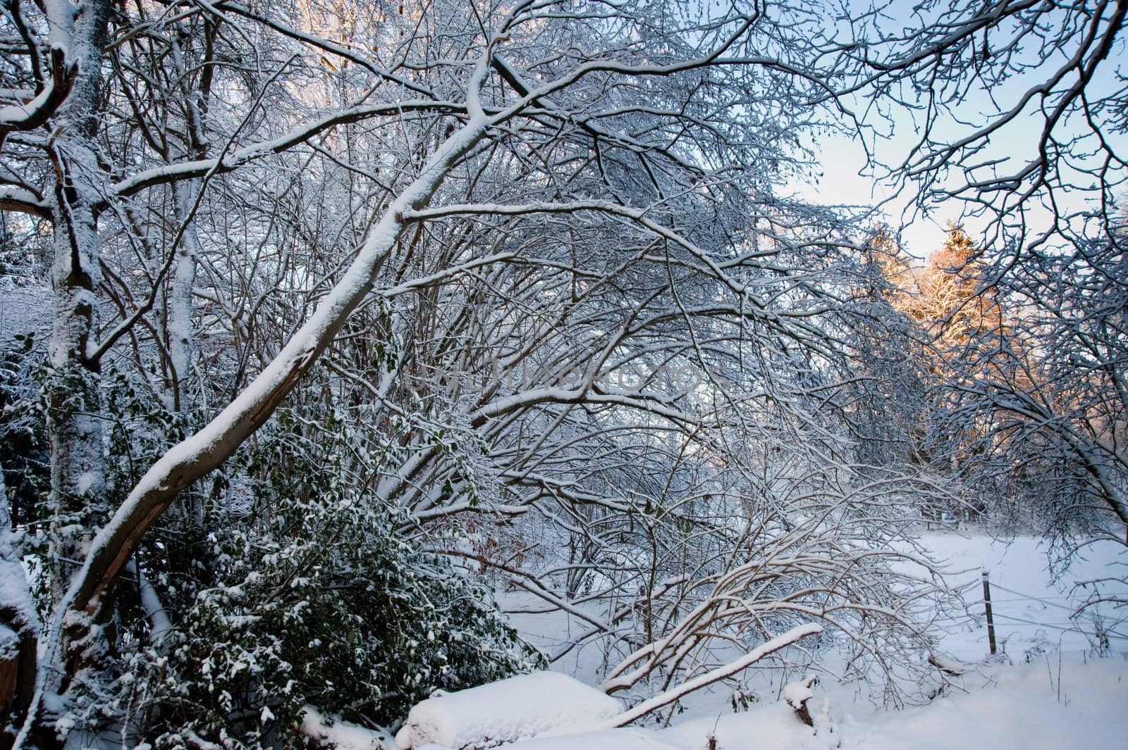 Trees and snow