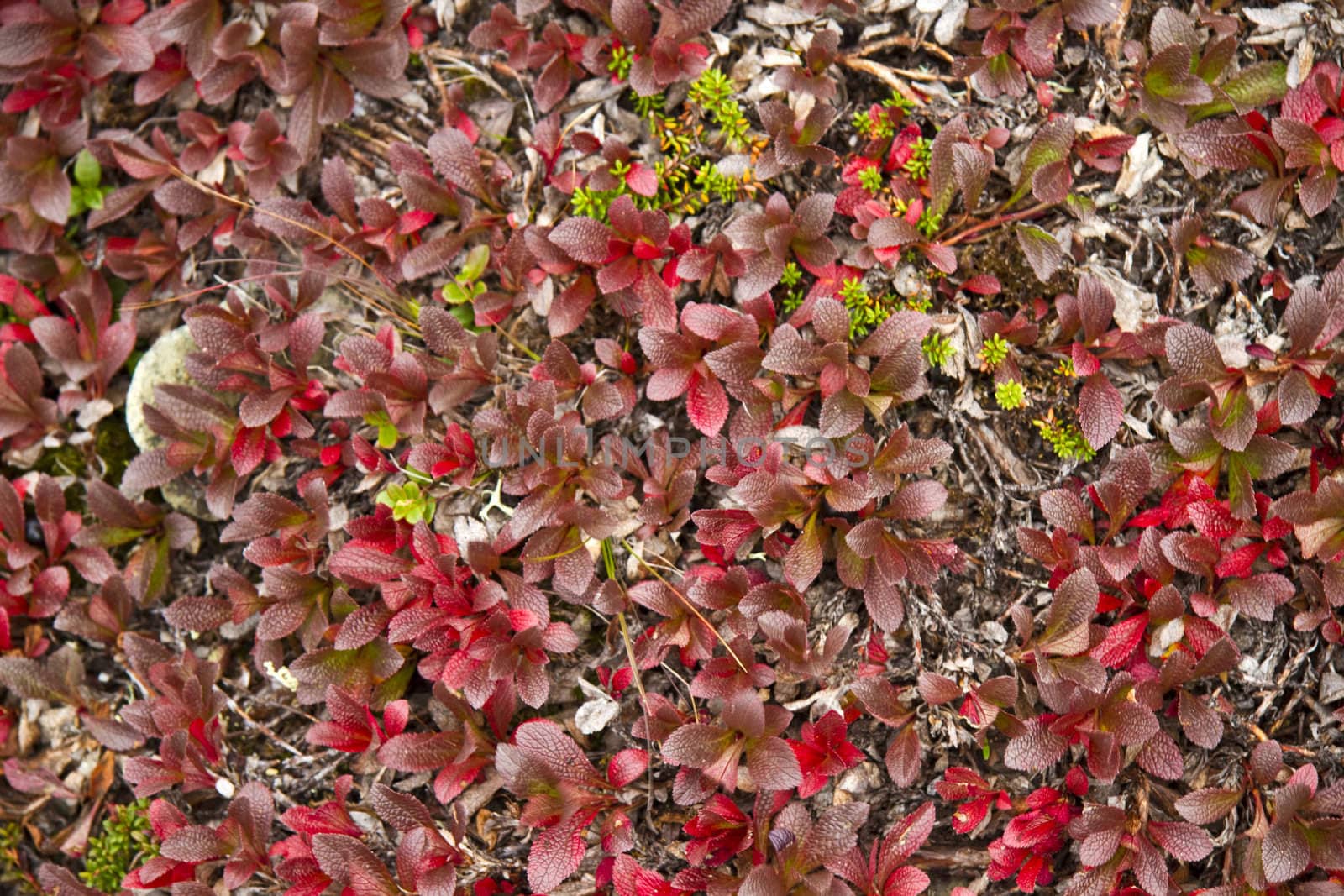 Background of beautiful red grass in mountain closeup
