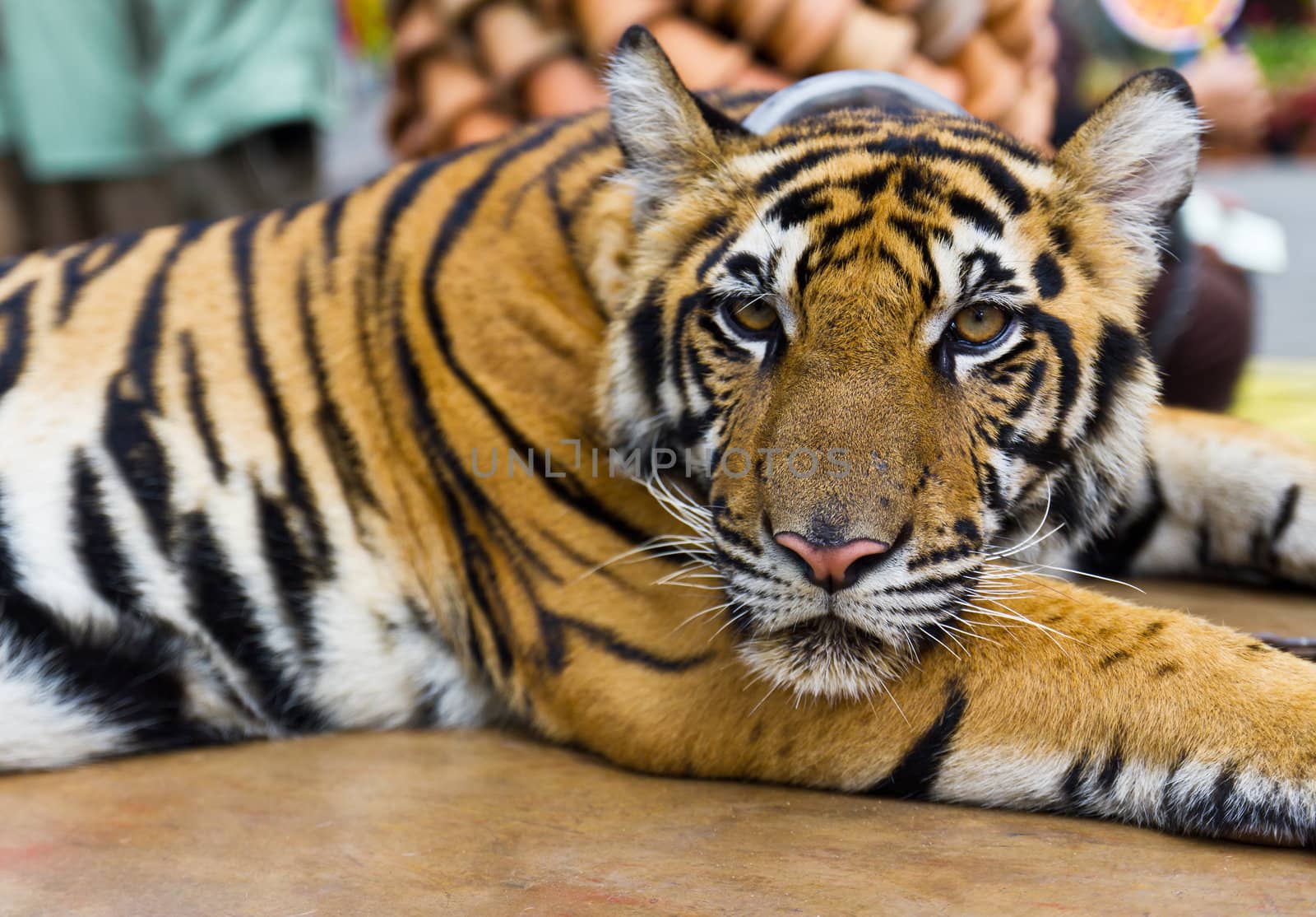 Tiger portrait in the zoo