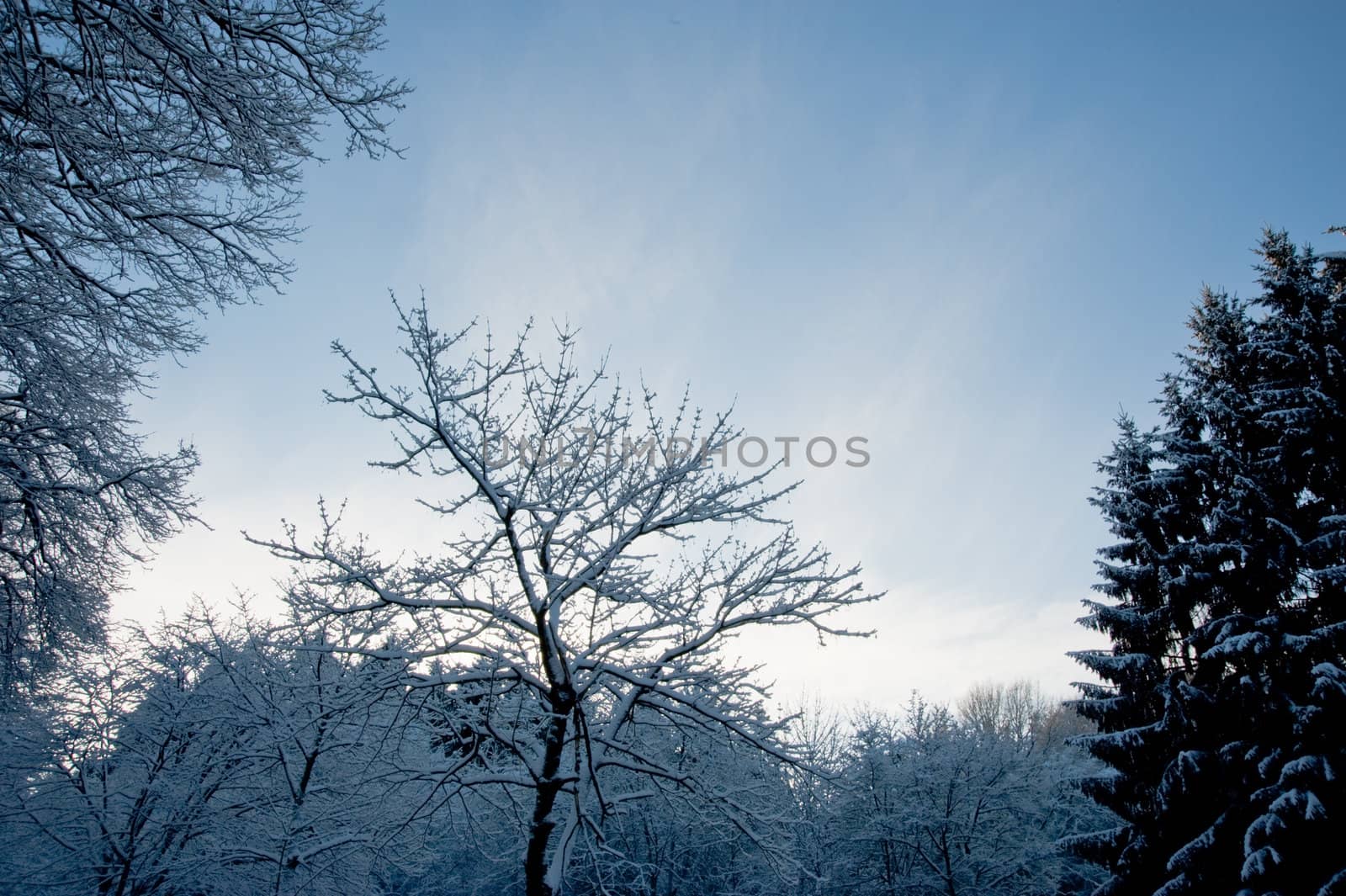 Trees and snow
