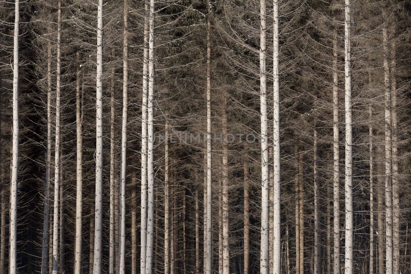 Close up of pine trees