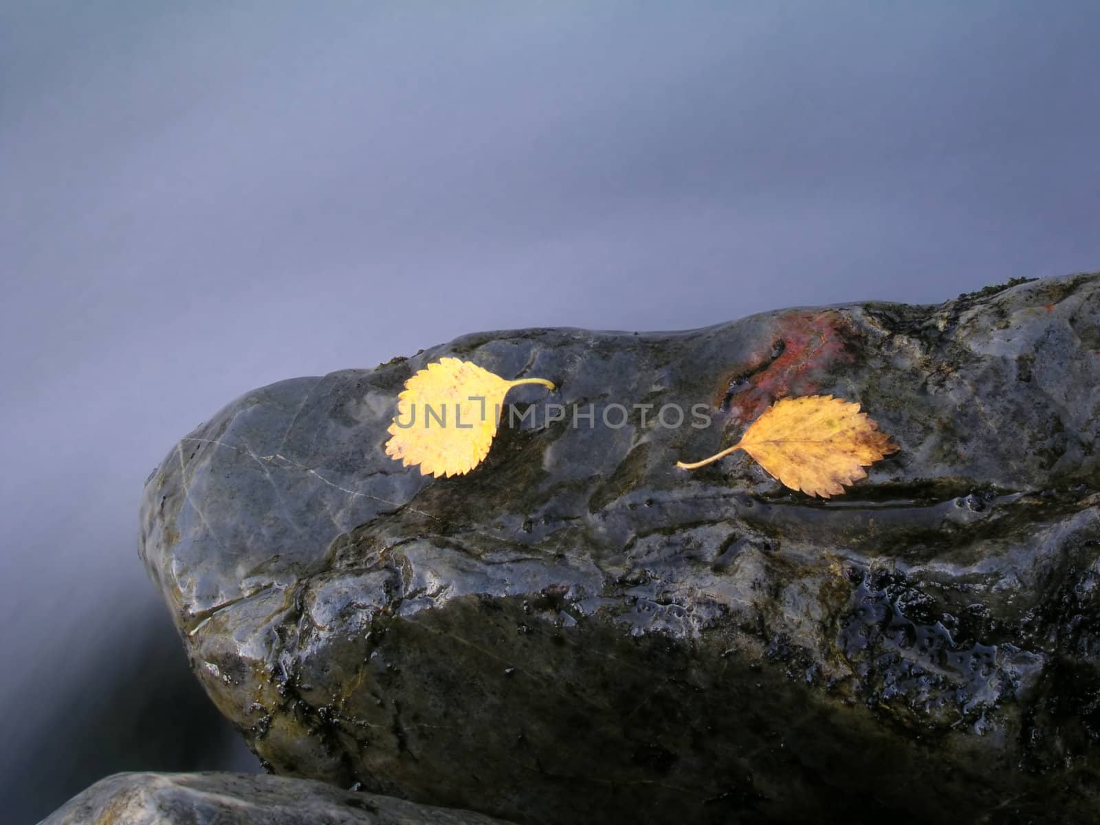 Colorful leaves isolated on stone 