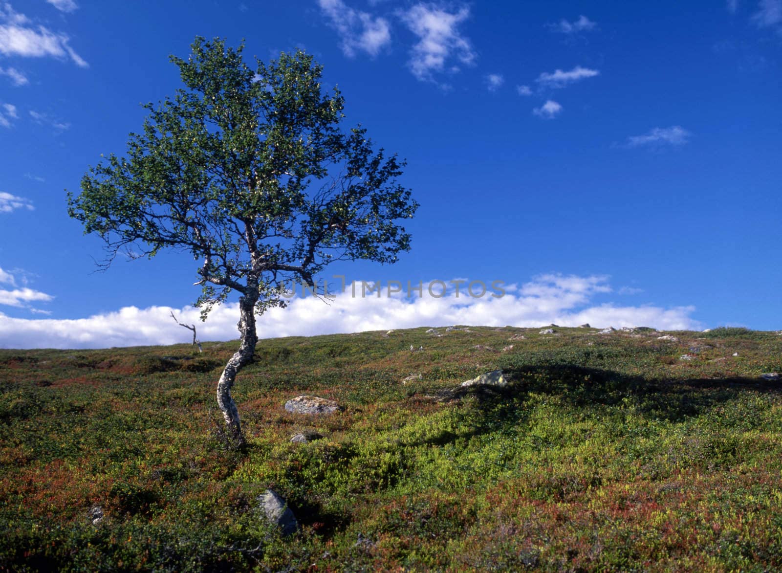 Landscape with a lonely tree and blue sky