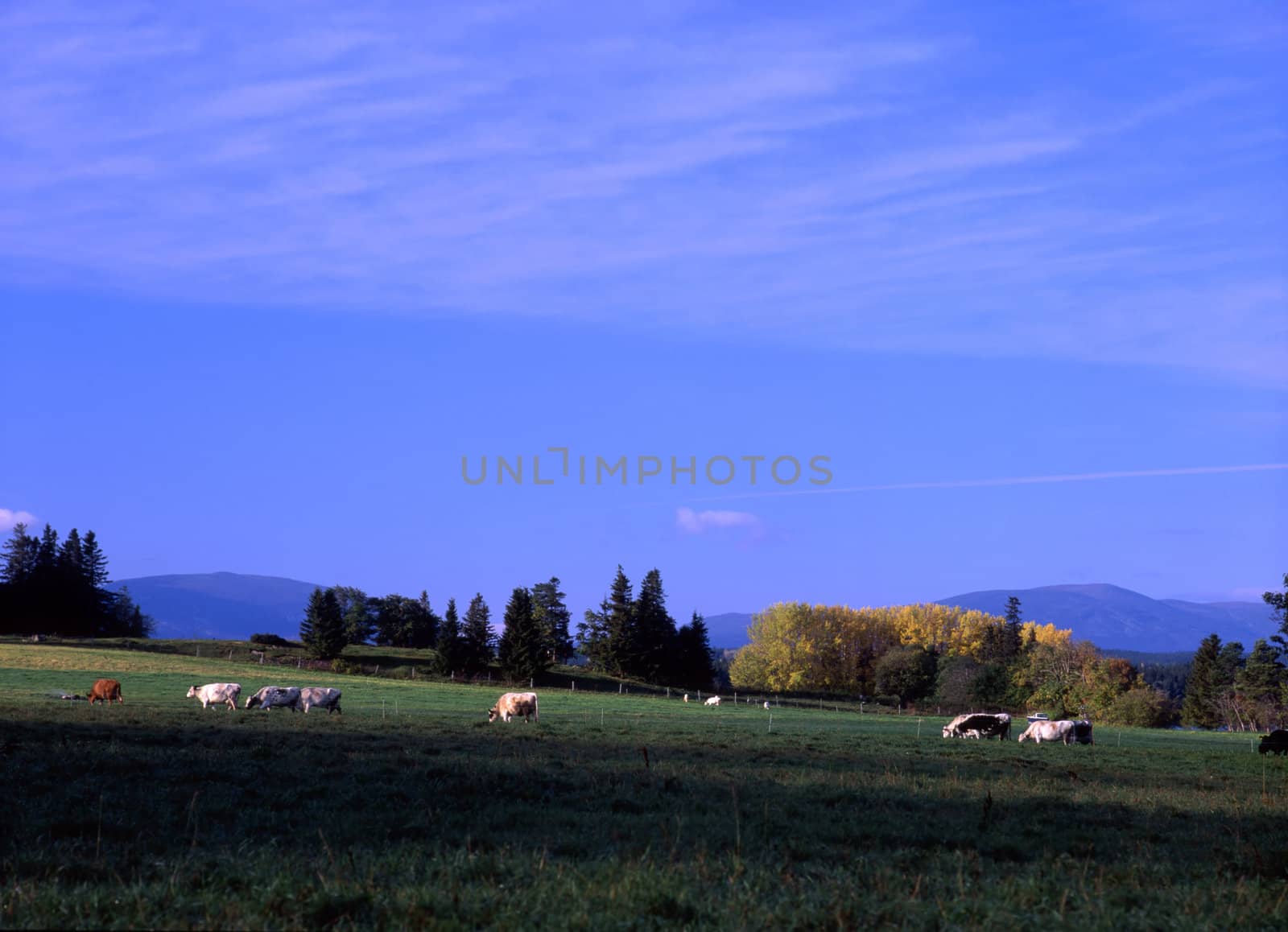 Beautiful Green Meadow with cows and blue sky
