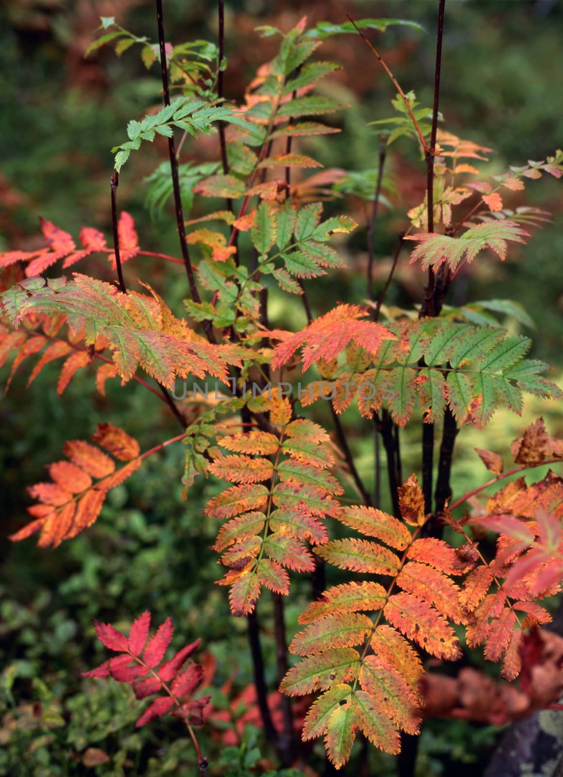 Colorful leaves of rowan in mountain
