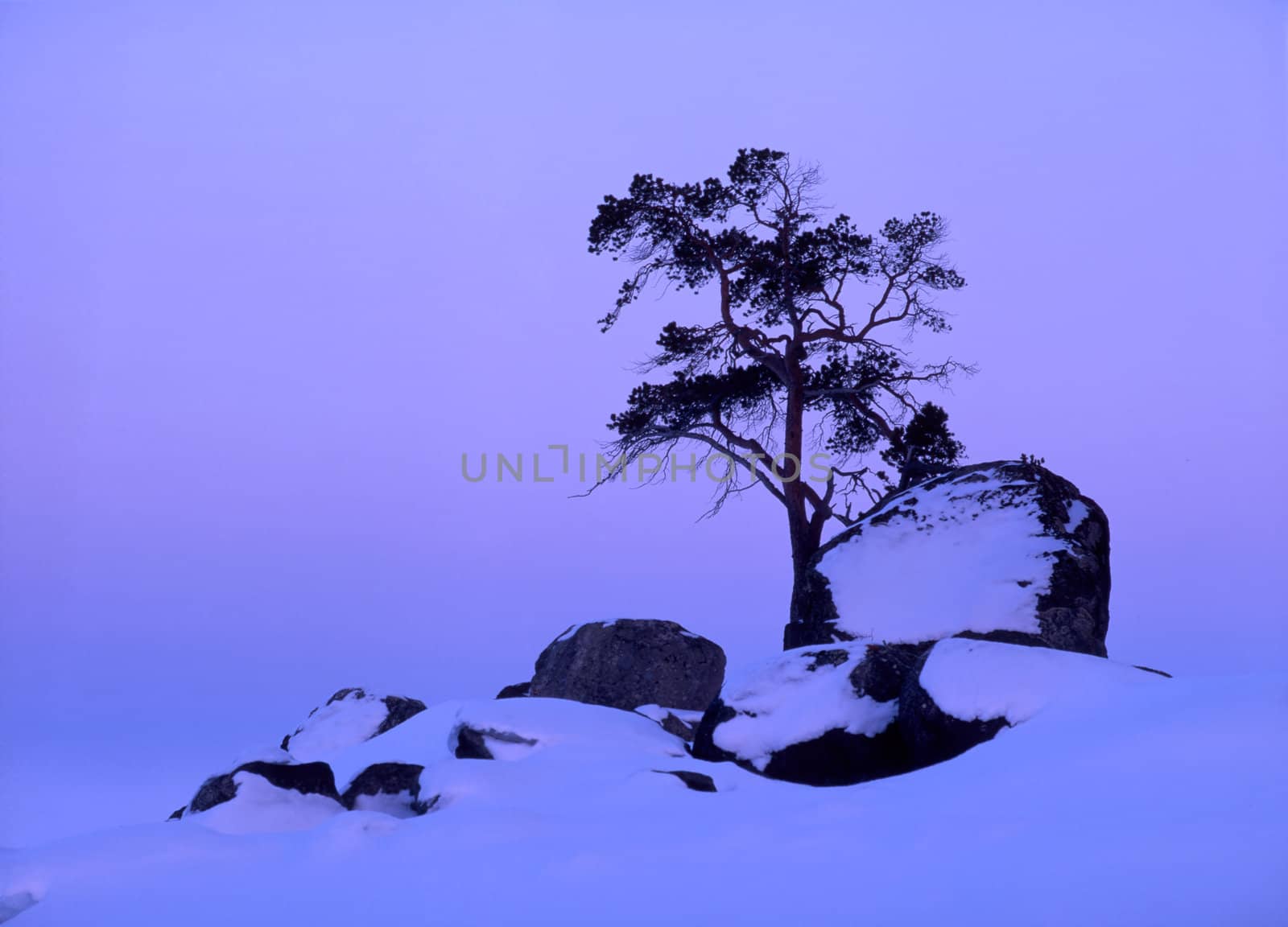 Lonely tree on the top of snow mounatin in the evening