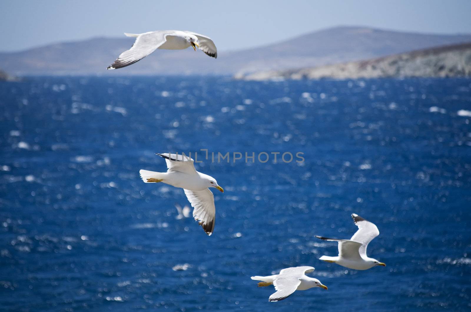 Flying Seagulls in the Coastline of Greece