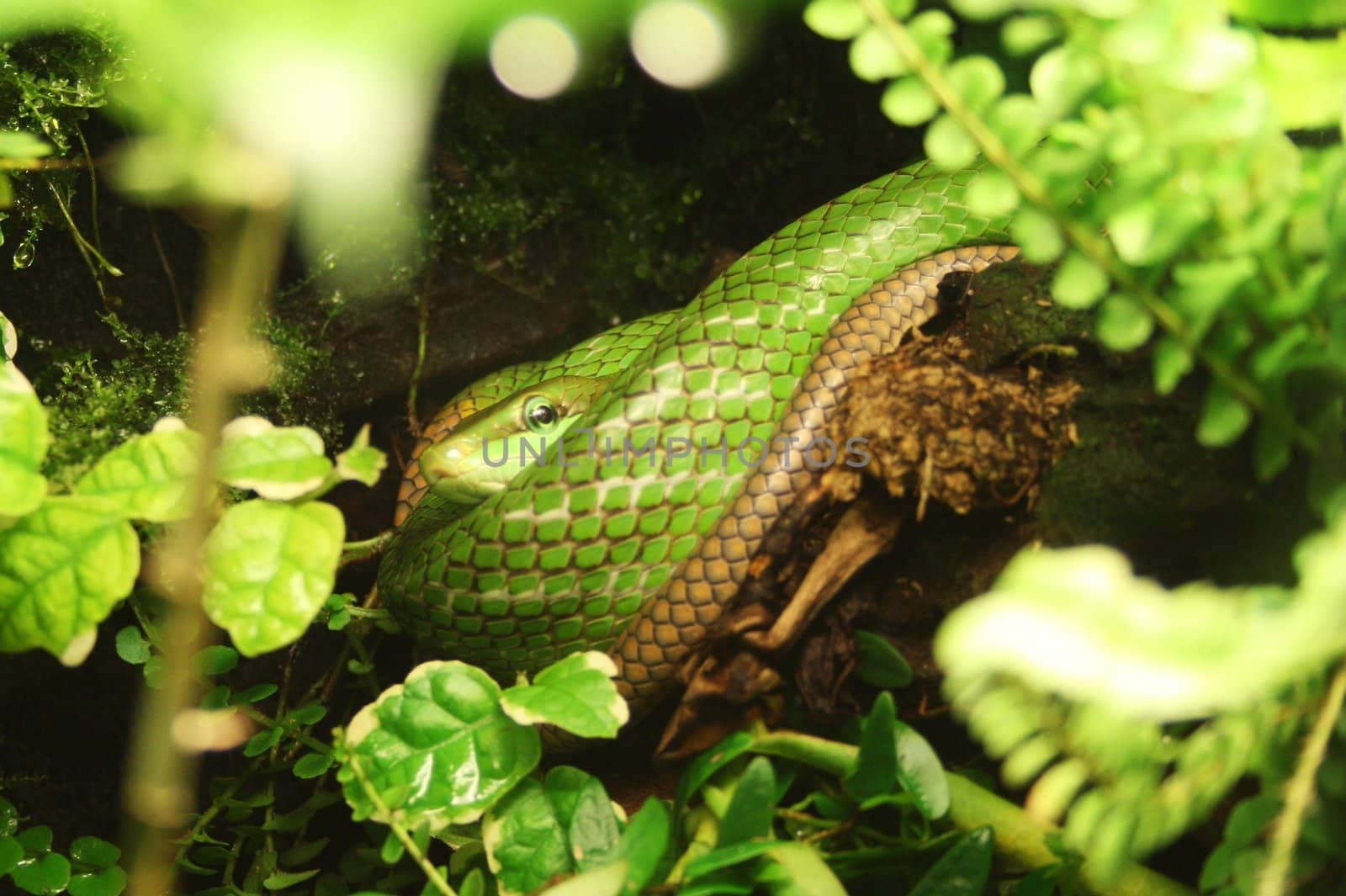 Green snake in tree.