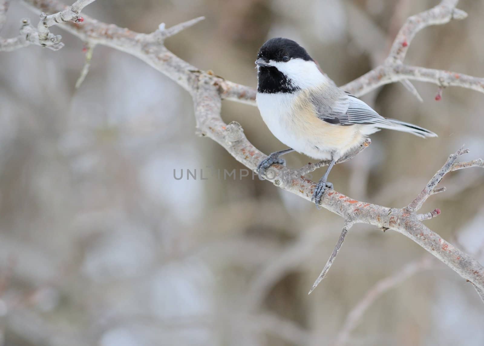 Black-capped Chickadee by brm1949