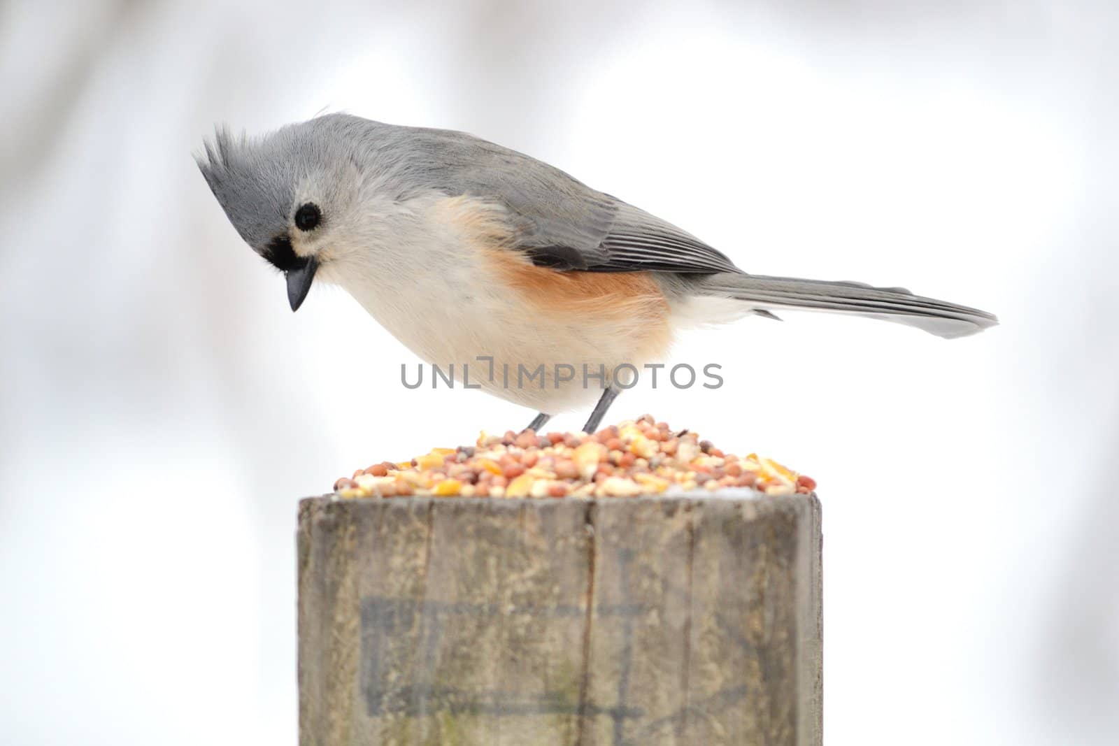 A tufted titmouse perched on a post with bird seed.