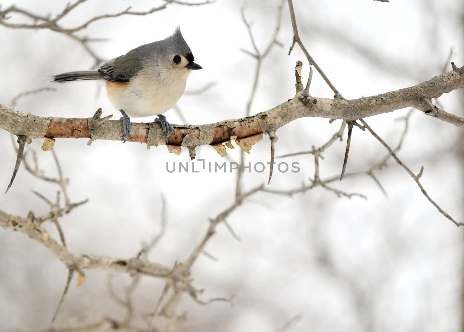 Tufted Titmouse by brm1949
