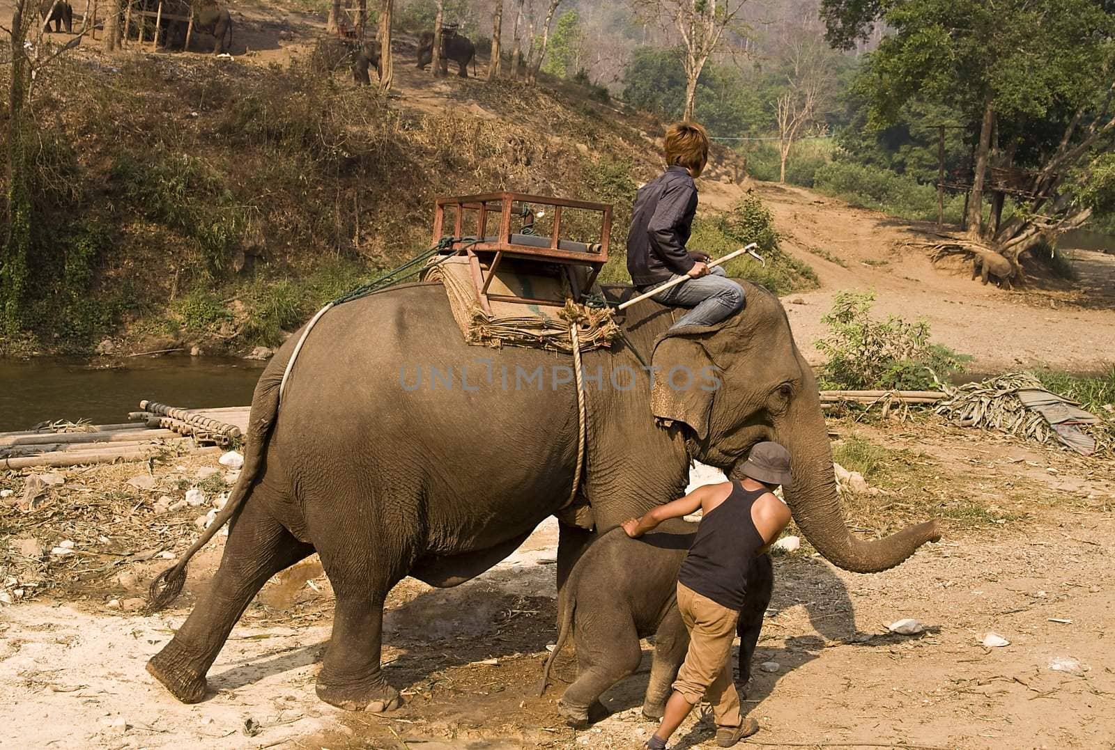 Young and old asian elephants by johnnychaos