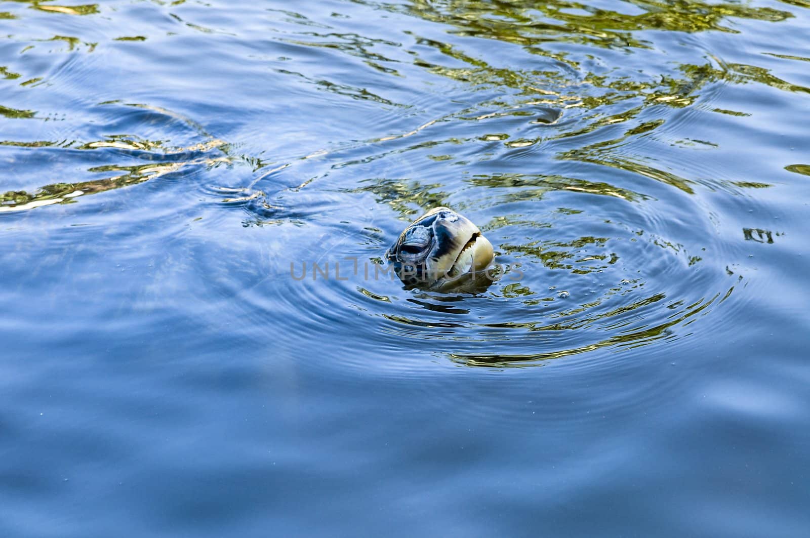 Green sea turtle swimming. Close up photo.