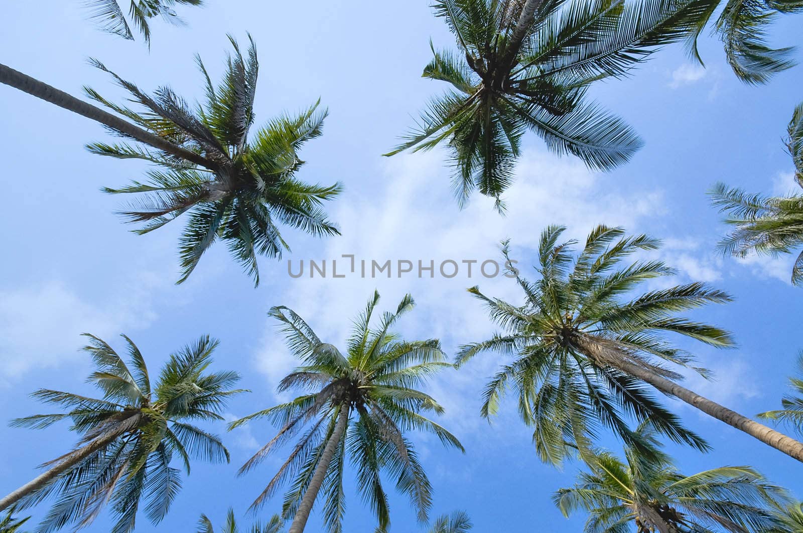 Looking up at coconut palms over blue sky