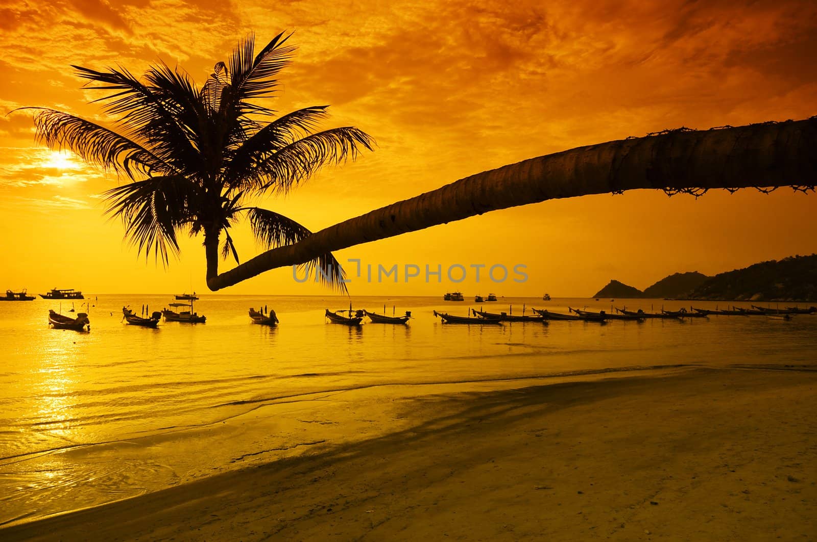 Sunset with palm and longtail boats on tropical beach. Ko Tao island, Thailand