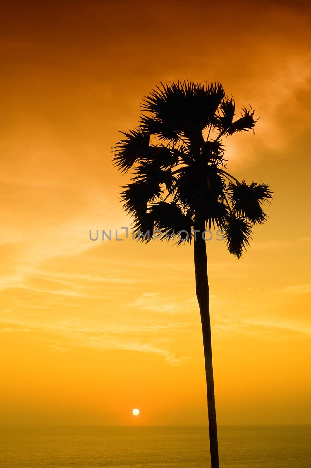 Sunset with palm by johnnychaos