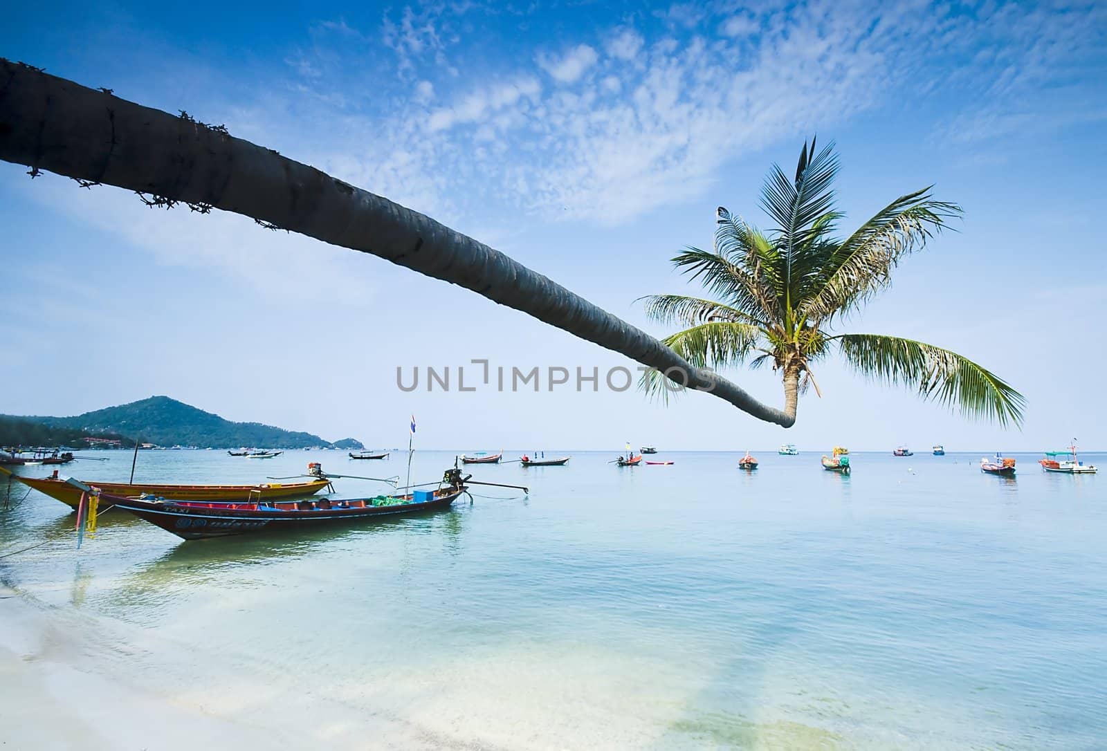 palm and longtail boats on tropical beach. Ko Tao island, Thailand