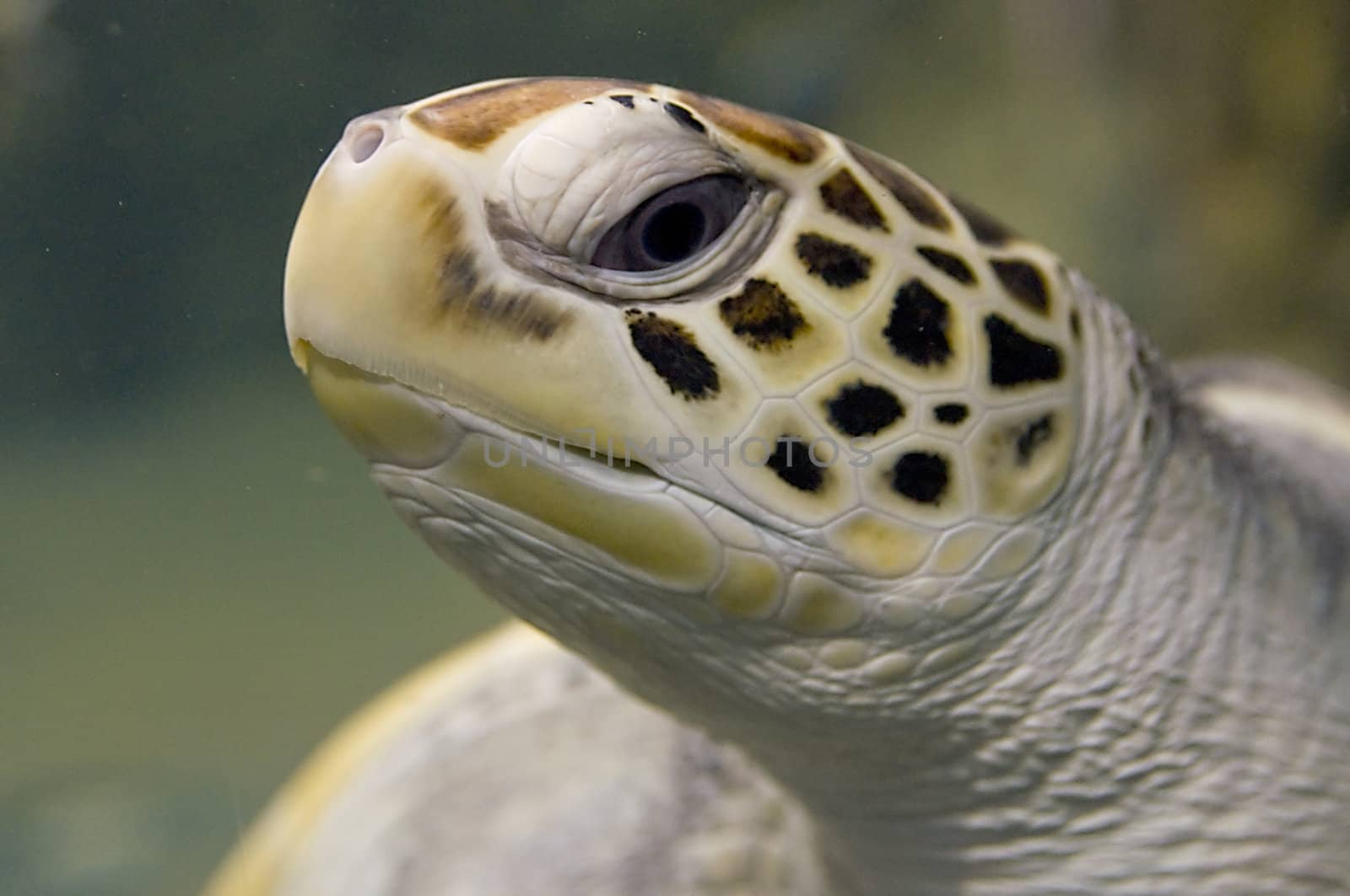 Green sea turtle swimming. Close up photo.