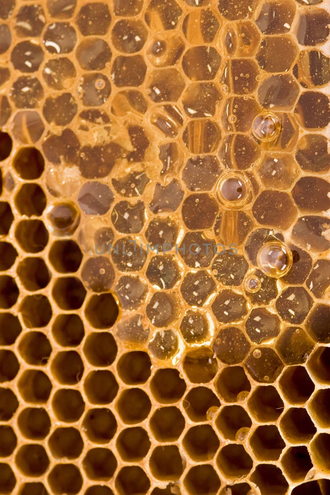 Beautiful yellow patch of  honey