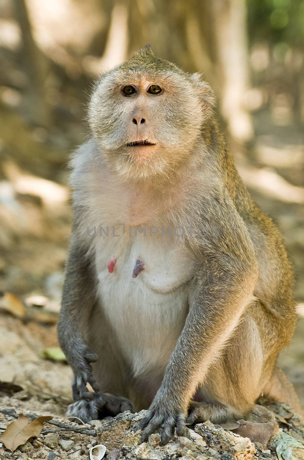 Wild adult macaque monkey portrait in Cambodia