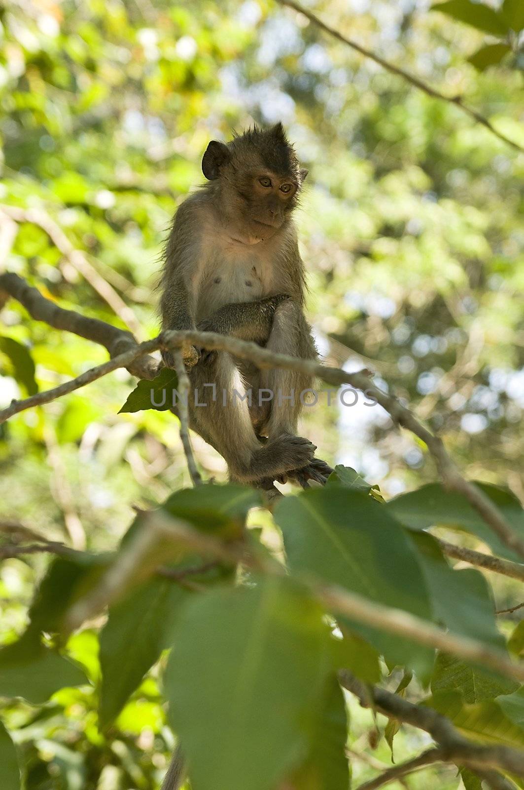 Wild adult macaque monkey portrait in Cambodia