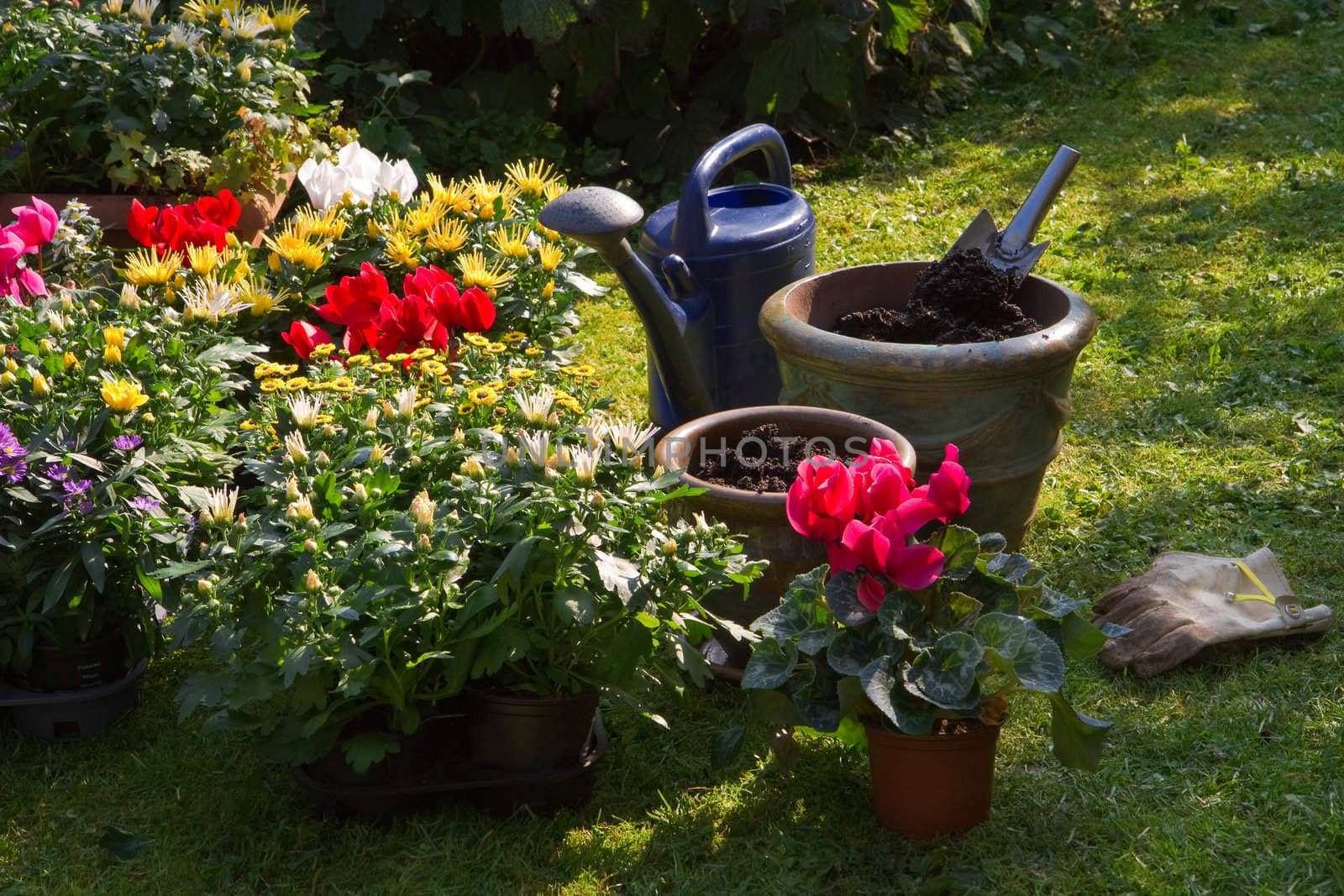 Garden with autumn flowers in September - Planting new plants in flowerpots and -boxes