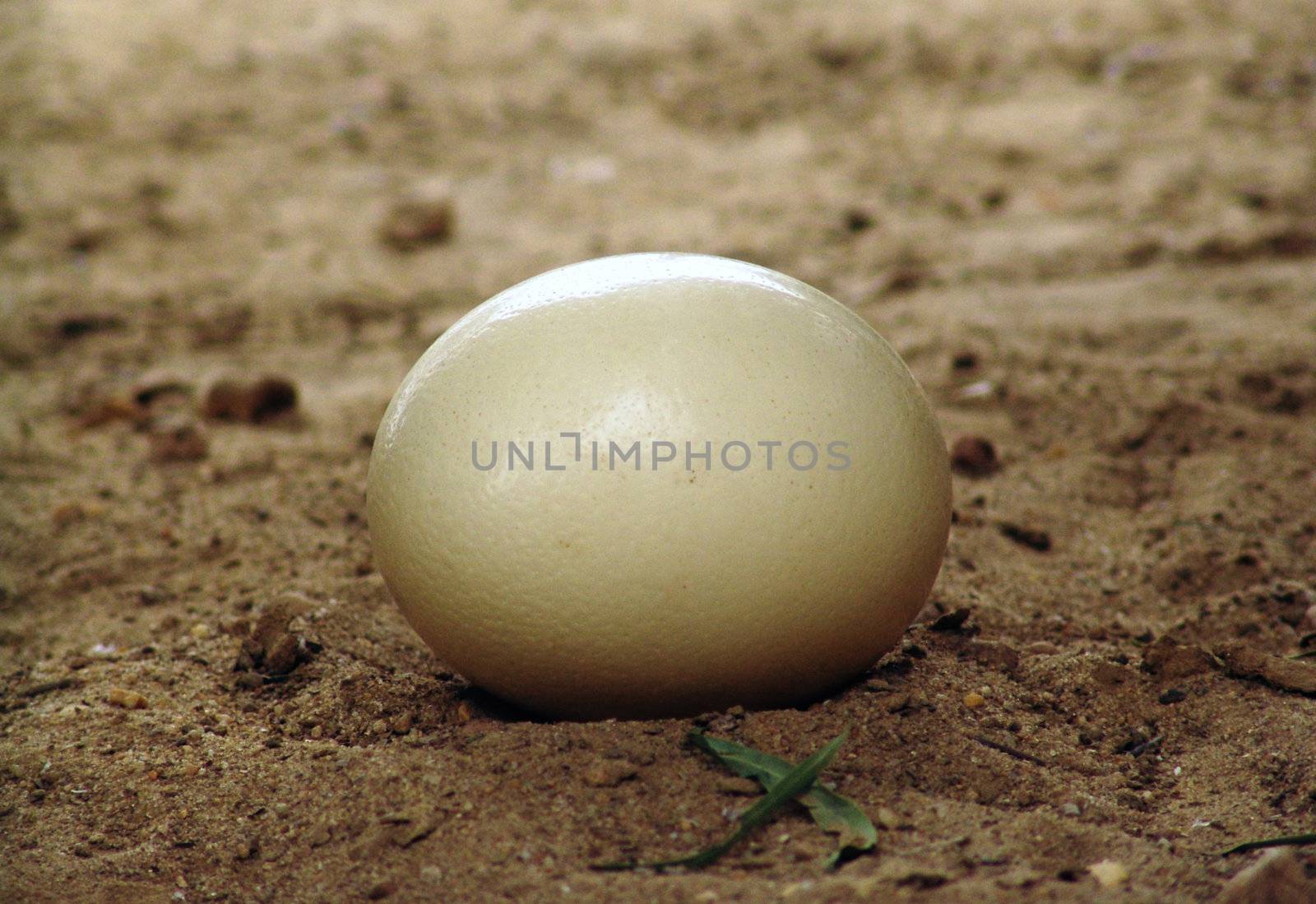 Ostrich egg on the ground of Farm in Tunisia, north africa