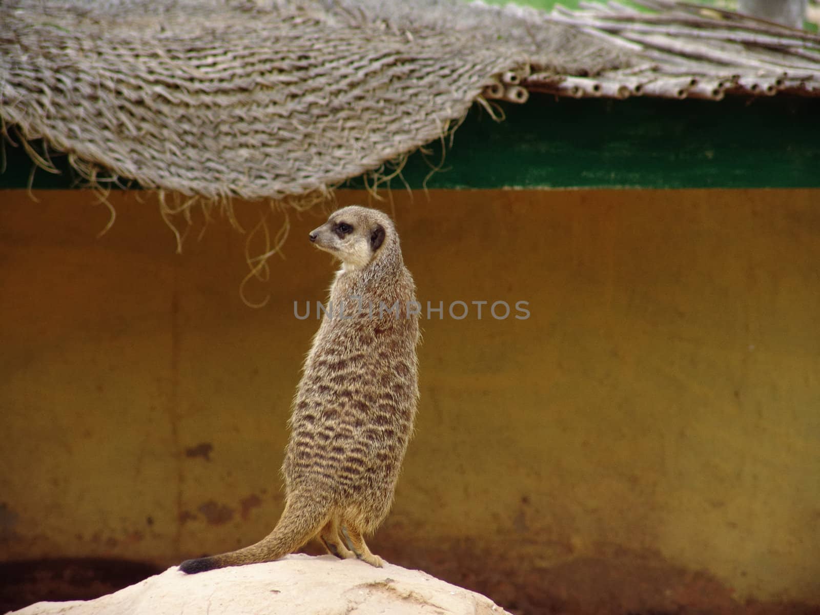 Suricata suricatta - meerkat standing on rock in tunisia, north africa