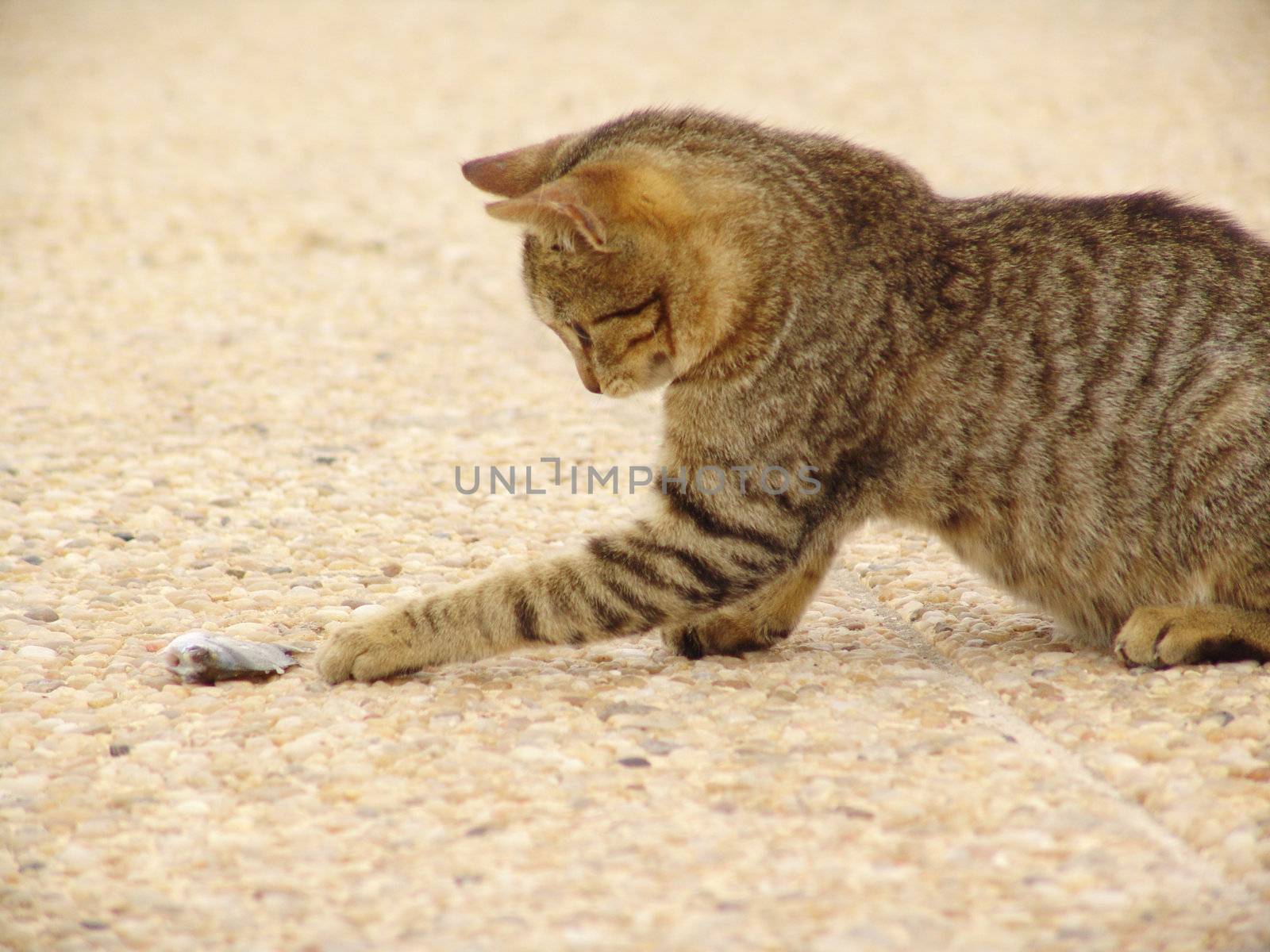 Young cute cat playing with fish in north africa.