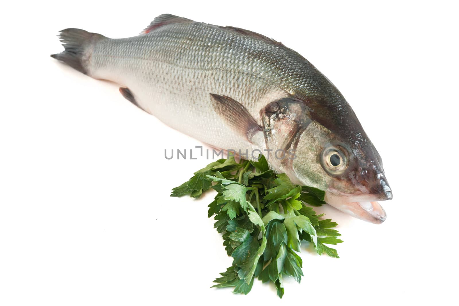 sea bass with parsley isolated on white background with clipping path
