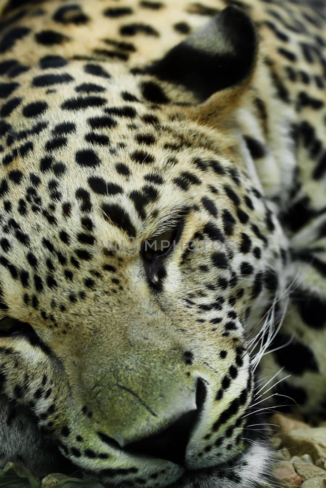 lying Snow Leopard Irbis (Panthera uncia) by artush