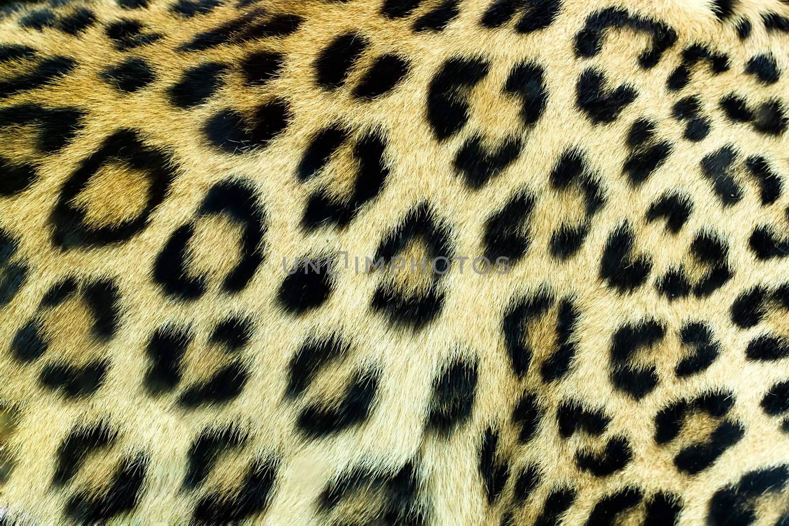  Snow Leopard Irbis (Panthera uncia) skin texture by artush