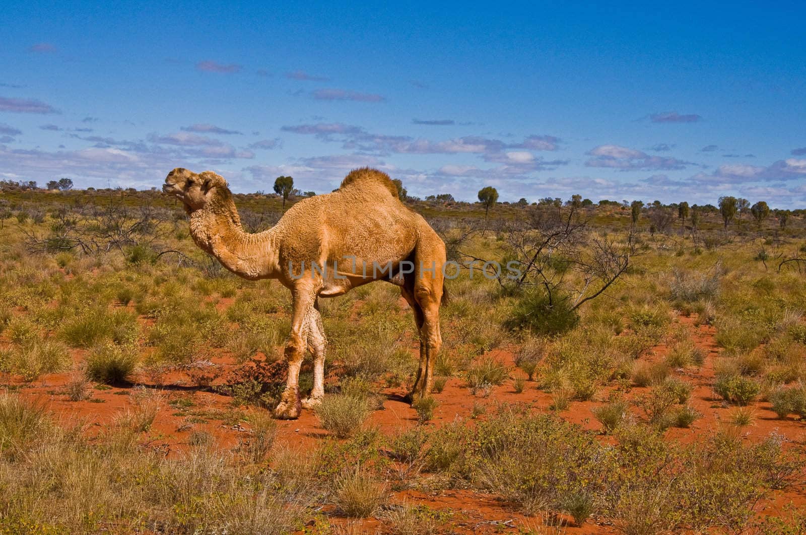 camel by edella