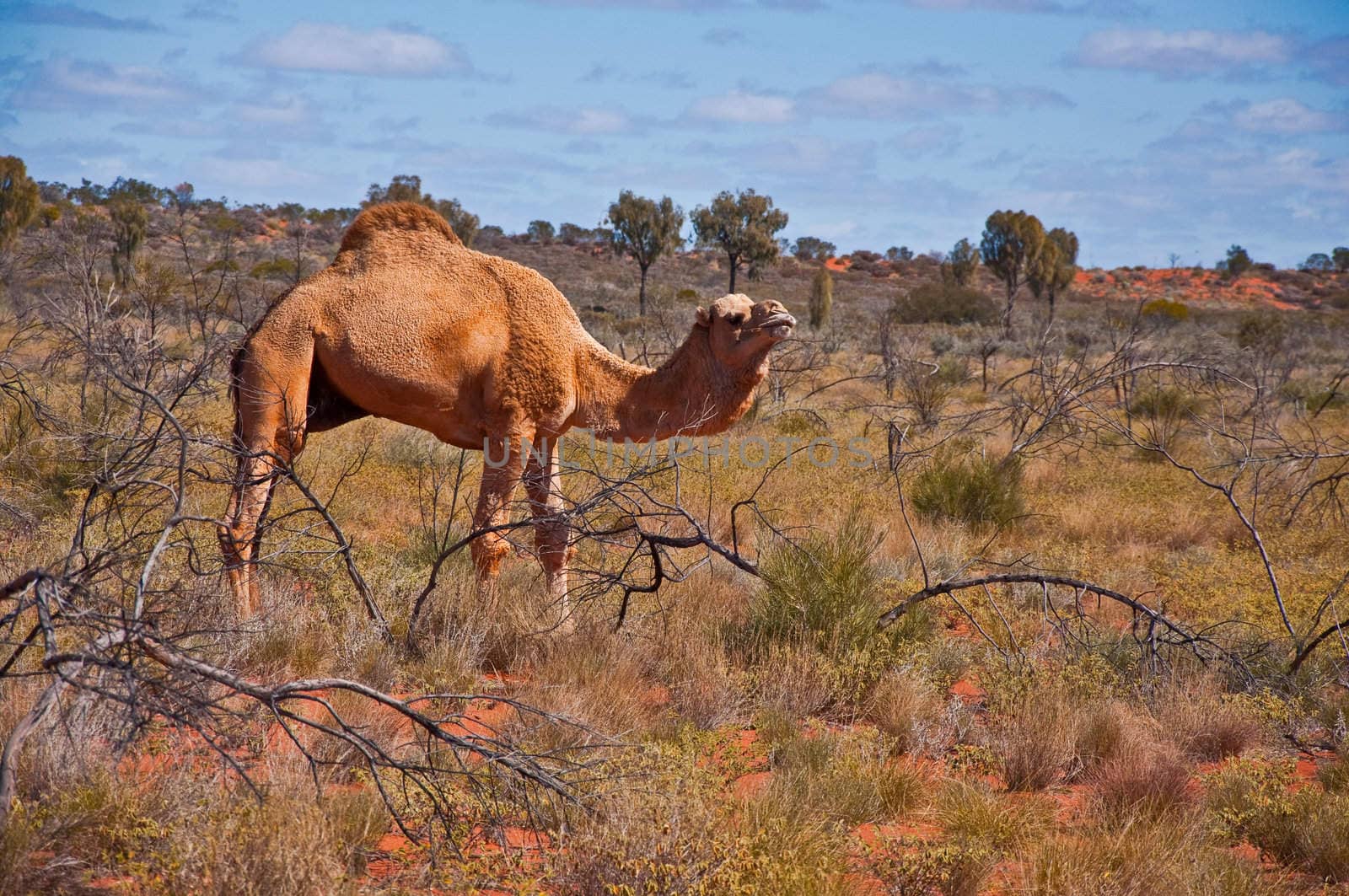 camel by edella