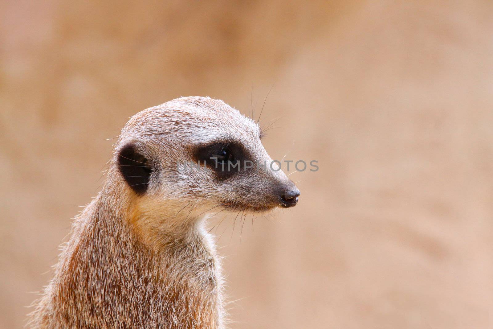 Upright Meerkat on Sentry with Matching/Camouflage Background