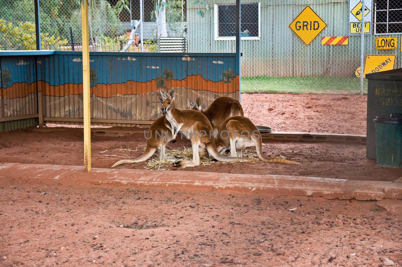 kangaroo in a small farm in the australian desert