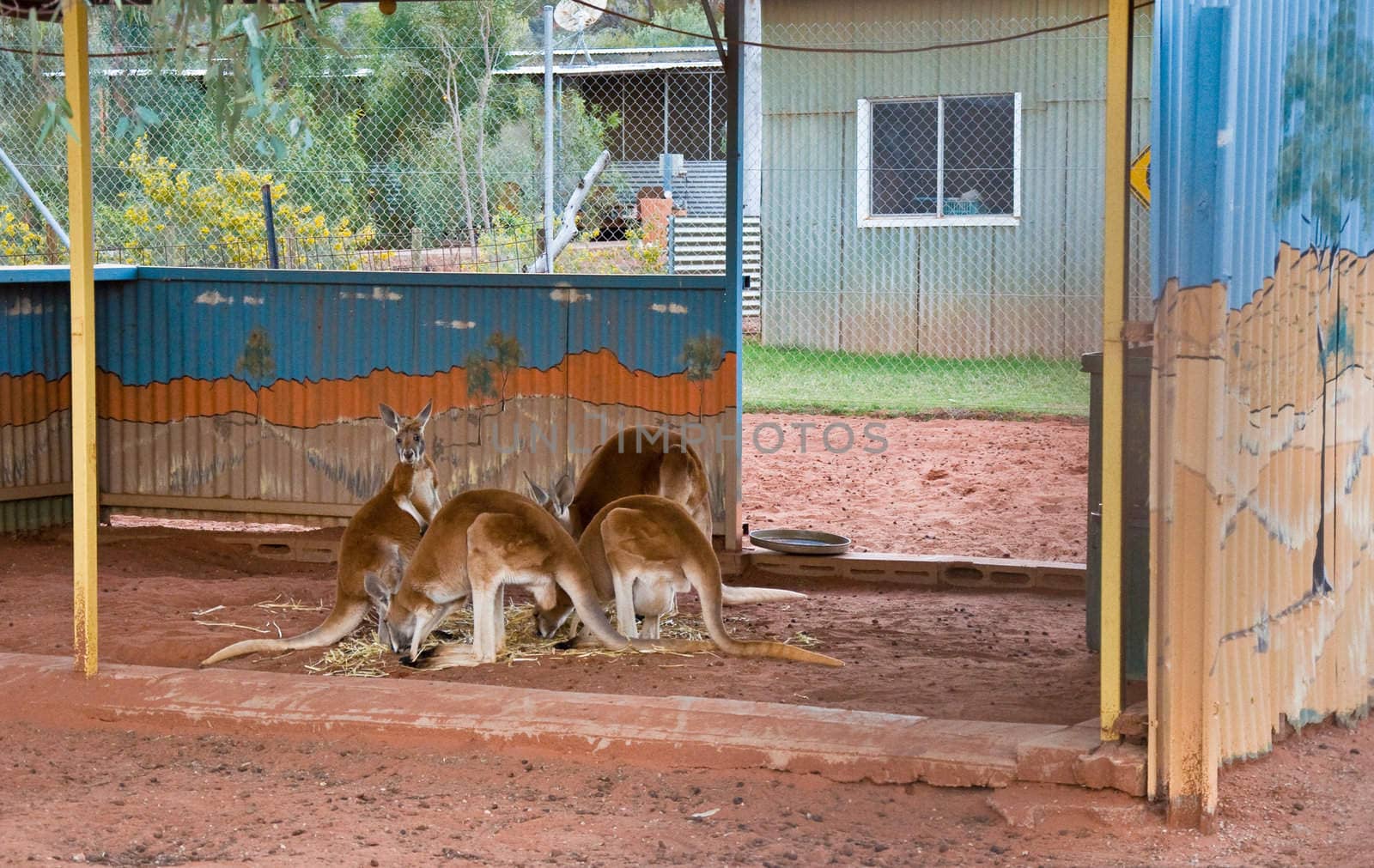 kangaroo in a smal farm in australia