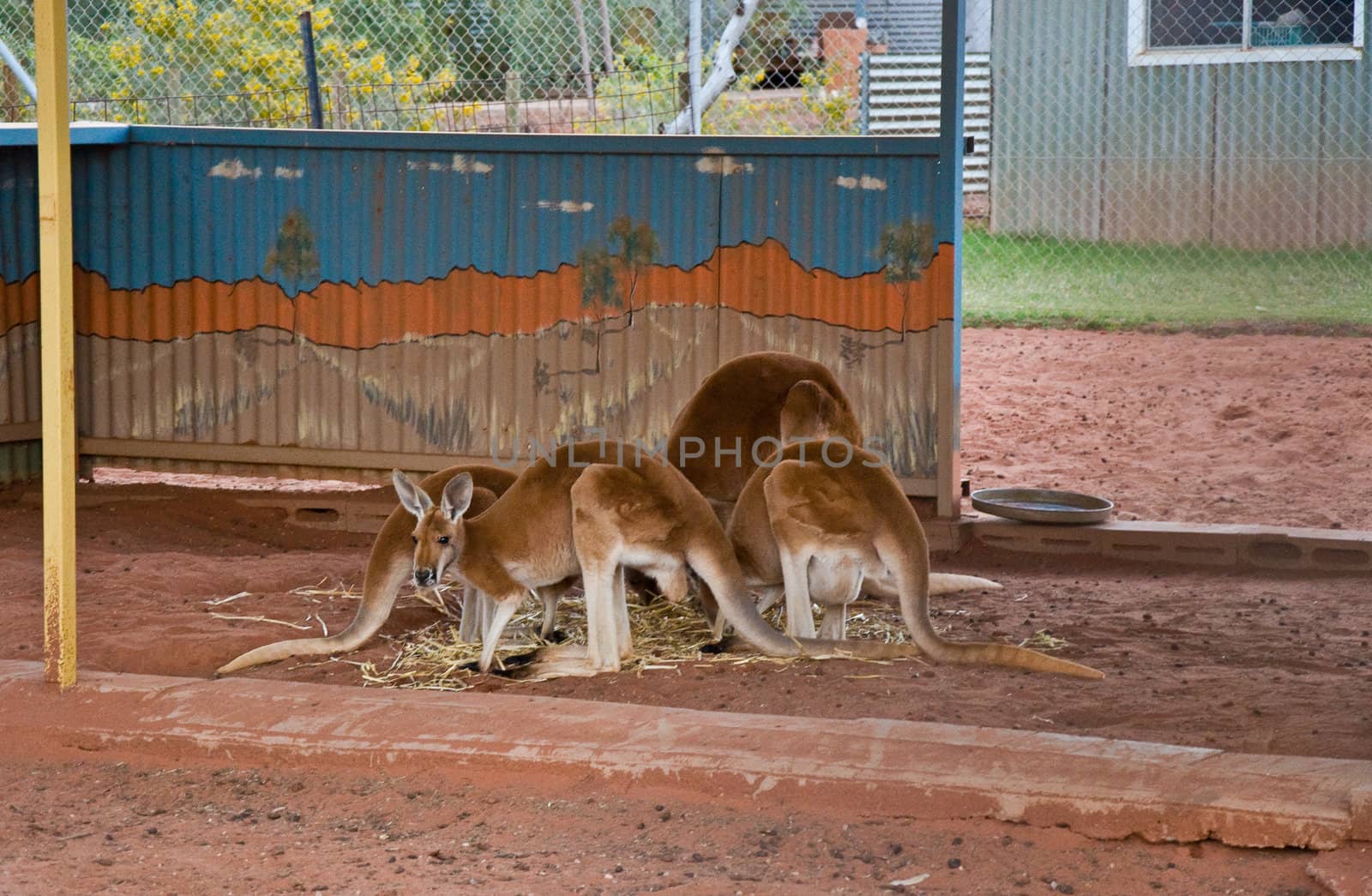 kangaroo in a small farm in australia